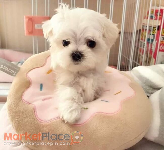 Maltese puppies - Agia Trias, Famagusta