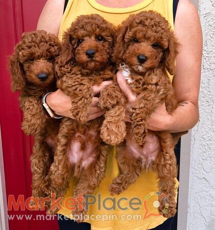 Toy poodle - Larnaca, Larnaca