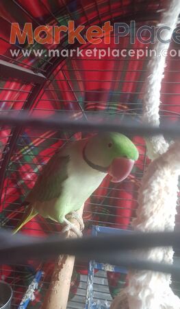 Papagalos ale3antrinos - Kiti, Larnaca