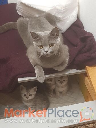 Pure-bred british shorthair kittens - Agios Dometios, Nicosia