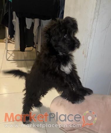 Terrier cross - Kato Polemidia, Limassol