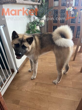 American Akita - Limassol, Limassol