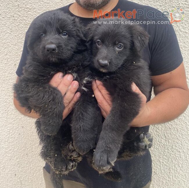 BLACK GERMAN SHEPHERD PUPPIES - Kiti, Larnaca