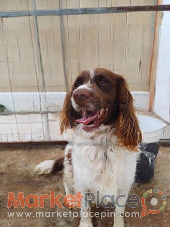 springer spaniel κυνηγόσκυλο - Paliometocho, Nicosia