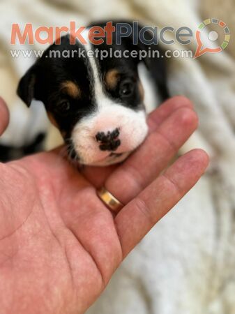 French Bulldog and Jack Russel - Jackbull - Pegeia, Paphos
