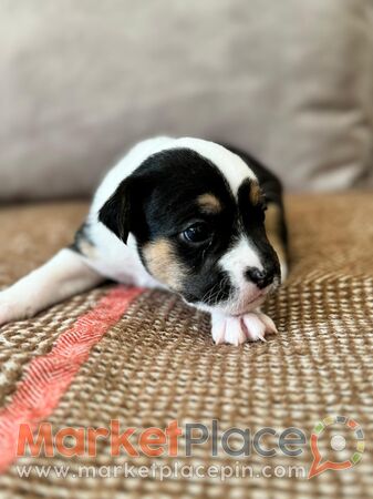 French Bulldog and Jack Russel- Jackbull - Pegeia, Paphos