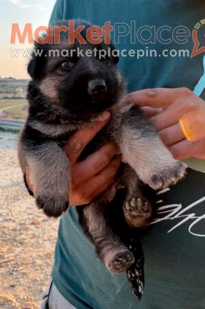 German Shepherd Puppies - Larnaca, Larnaca
