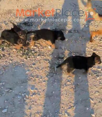 German Shepherd Puppies - Larnaca, Larnaca