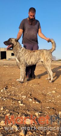 Διαθέσιμα κουτάβια kangal από γιγάντιους γονείς 99073504-99 044581 - Strovolos, Nicosia