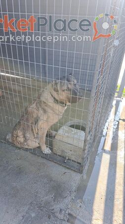 Ποιμενικού κεντρικής Ασίας - Anthoupolis, Nicosia