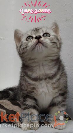 British short hair - Agios Dometios, Nicosia