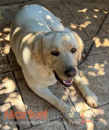 Labrador Give Away - Geroskipou, Paphos