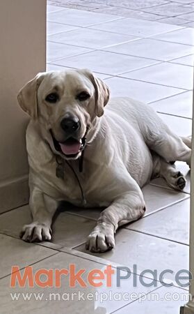 Dog for free - Geroskipou, Paphos