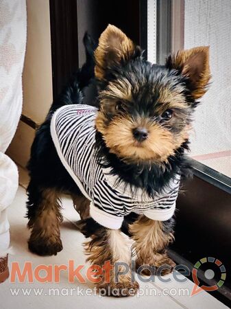 Yorkshire puppies - Paphos, Paphos