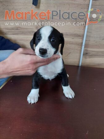 Puppies Jack Russel Terrier - Agios Theodoros, Larnaca