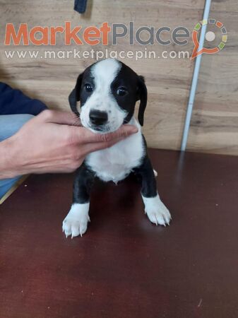 Puppies Jack Russell Terrier for sale in good hands - Agios Theodoros, Larnaca