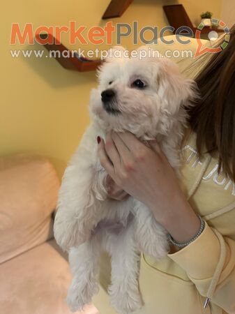 Mini boy maltese - Aradippou, Larnaca