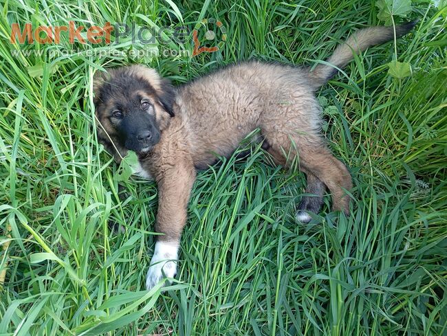 Pure Caucasian 4 months - Paramytha, Limassol