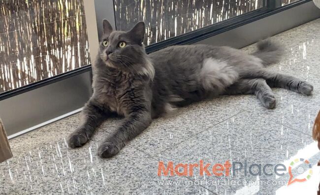 Longhaired blue Russian cat - Agios Dometios, Nicosia