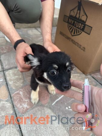 Πωλείται σκυλάκι Chihuahua - Livadia, Larnaca