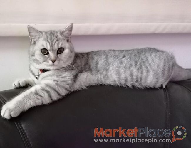 British shorthair - Agios Athanasios, Limassol
