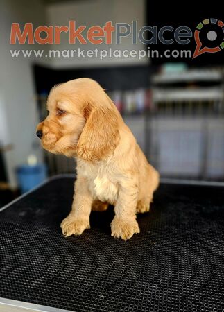 English Cocker Spaniel FCI PEDIGREE - Aglandjia, Nicosia